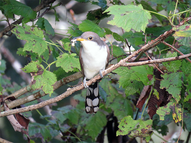 Yellow-billed Cuckoo by Ventures Birding